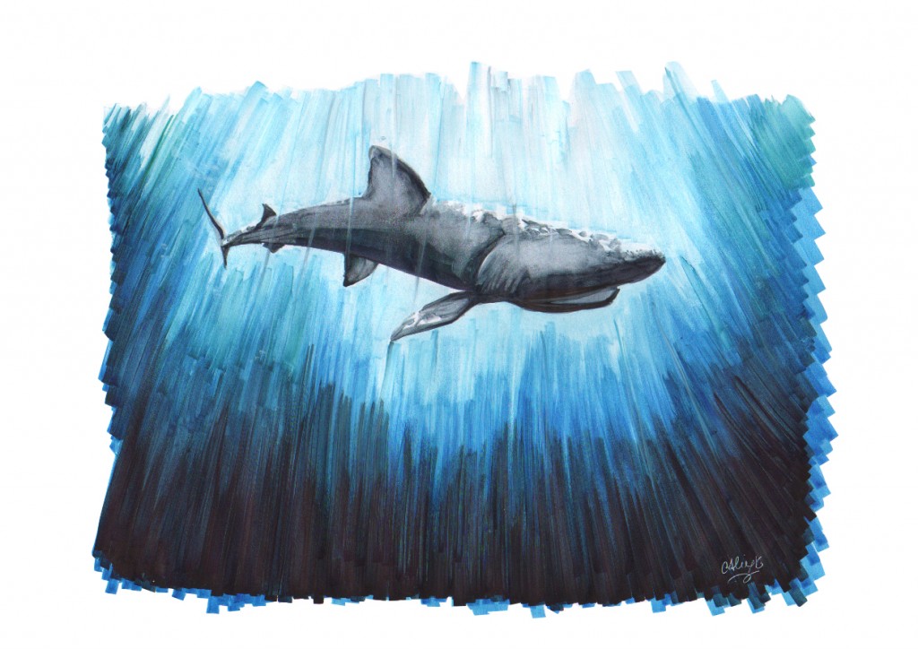 pigment marker requin final