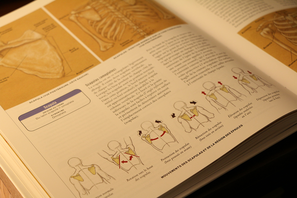 livre anatomie épaule