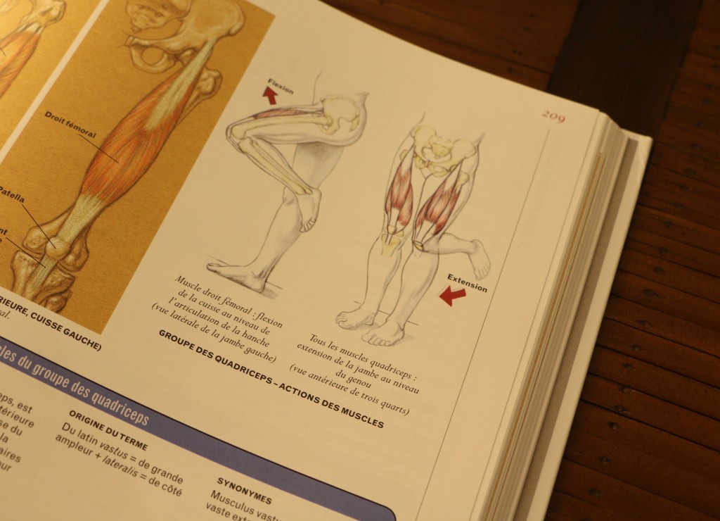 livre anatomie cuisse