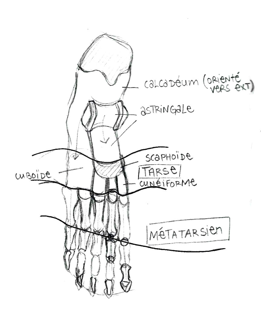 dessin pied anatomie