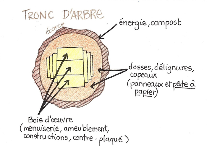 Affectations des différentes parties d'un arbre abattu