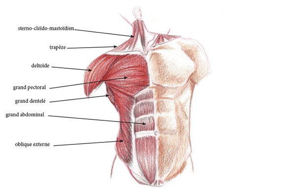Ecorché du torse masculin vu de face