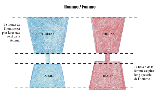 Comparaison du torse de l'homme et de la femme