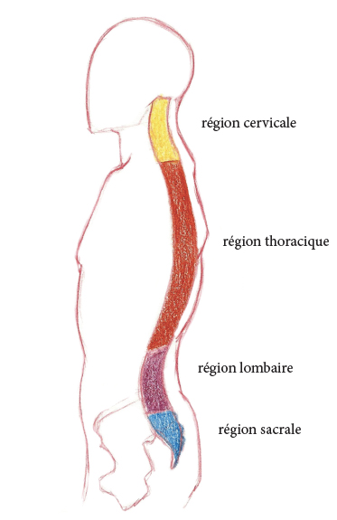 Colonne vertébrale du corps humain