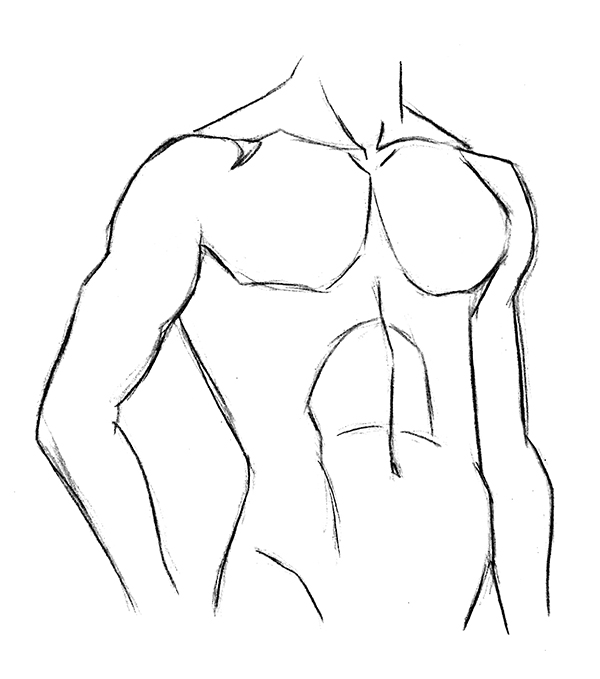 dessin de torse masculin